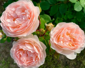 Мархензаубер (ЗКС) ЖИЛЯК