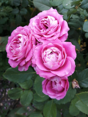 Олл Фо Лав (ЗКС) ЖИЛЯК