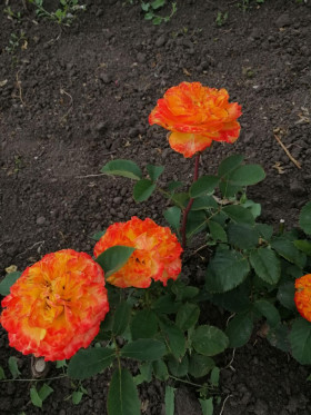 Оранж Рива (ЗКС) ЖИЛЯК