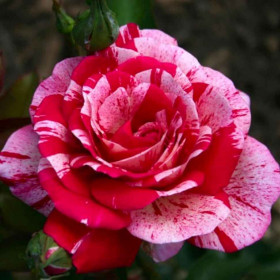 Панама (ЗКС) ЖИЛЯК