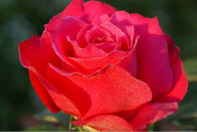 Шакира (ЗКС) ЖИЛЯК