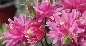 Балоу Пинк  2шт