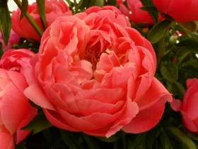 Корал Сансет 1шт