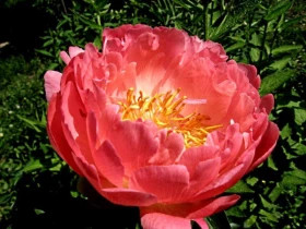 Корал Шарм 1шт