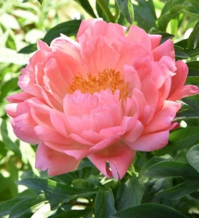 Пинк Гавайан Корал 1шт