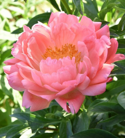 Пинк Гавайан Корал 1шт