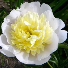 Примавера 1шт