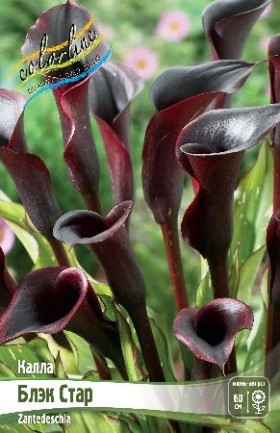 Блэк Стар 12/14 2шт