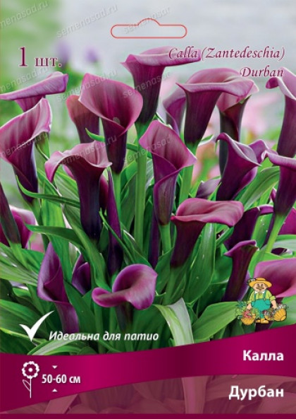 Дурбан 2шт Поиск