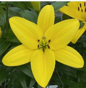 Фуэнта 10/12 (ТА) 7шт