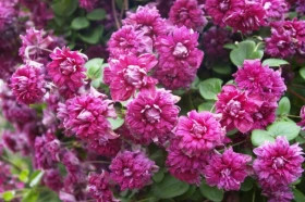 Руж Кардинал 2шт