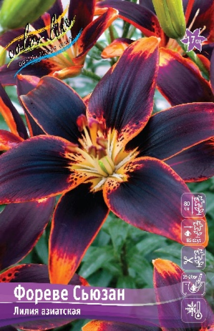 Фореве Сьюзан 12/14 (аз.) 5шт