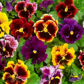 Виола Фризл Сизл (100шт) Микс