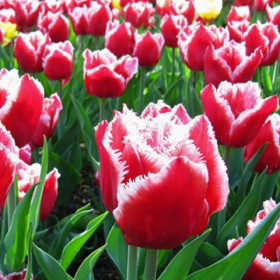 Канаста 11/12 (бахр.) 7шт