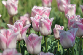 Киоко Такахаши 11/12 (триумф.) 8шт