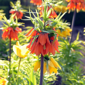 Рубра 18/20 (импер.)  1шт