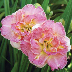 Лейси Дойли (махр.) 1шт