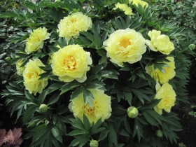 Барцелла ИТО гибрид 1шт