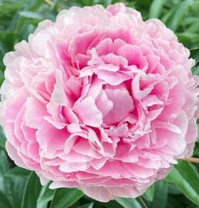 Катарина Фонтайн 1шт