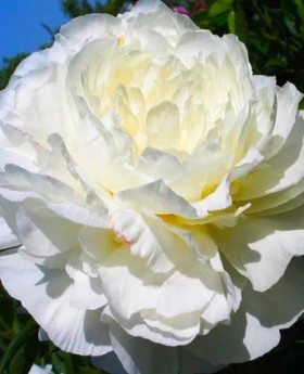 Мун Овер Баррингтон 1шт