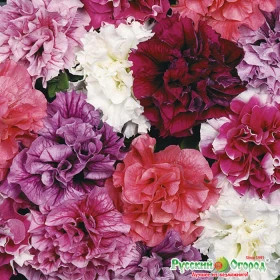 Дабл Каскад Смесь махр. крупн. Ц(Н)