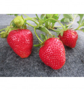 Альба (ранняя) 5шт