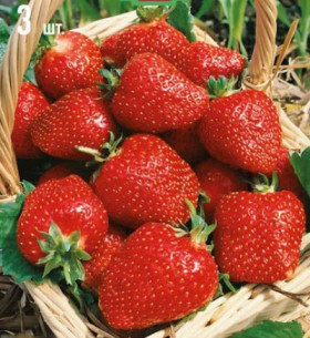 Азия (сред.-ран.) 5шт