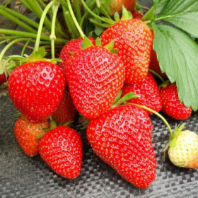 Вима Рина (ремонт.) 5шт