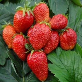 Гаригуэтта (оч. ранняя) 5 шт