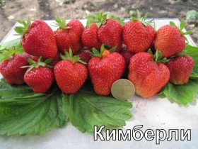 Кимберли (оч. ранняя) 5шт