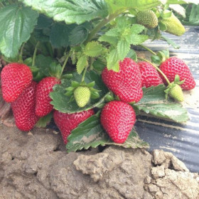 Монтерей (ремонт.) 5 шт