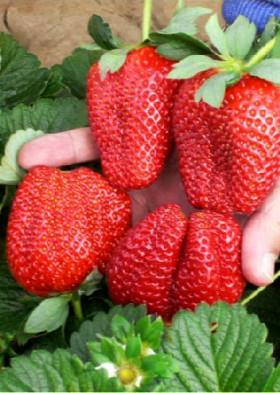 Портола (ремонт.) 5шт