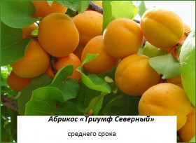 Триумф Северный\Поиск