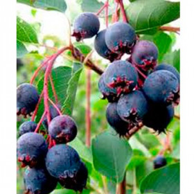 Канадская/Поиск