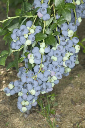 Блюкроп/Поиск