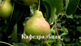 Кафедральная 1шт/сеткаПоиск