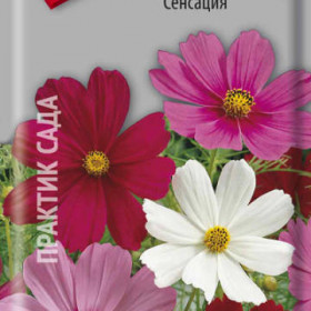 Сенсация Ц(Поиск)