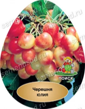 Юлия 1шт Поиск