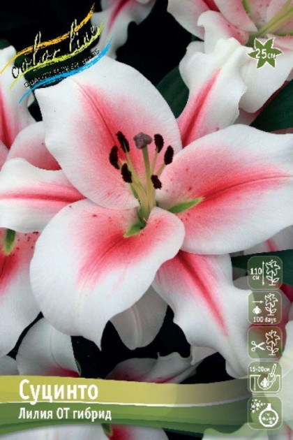 Суцинто 12/14 (ОТ) 5шт