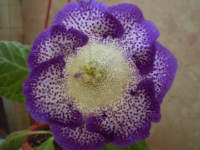 Тайгер Блю 2шт