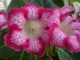 Тайгер Ред 2шт