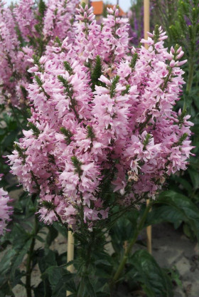 Пинк Бомб 1шт