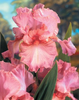 Пинк Горизонт  1шт