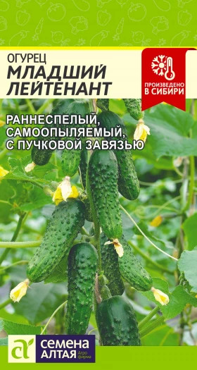Младший лейтенант 5шт. Ц(Алт)