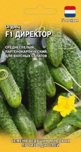 Директор  5 шт.Ц(Г)