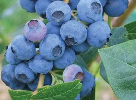 ЭрлиБлю высокоросл Поиск