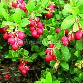 Коралл Поиск