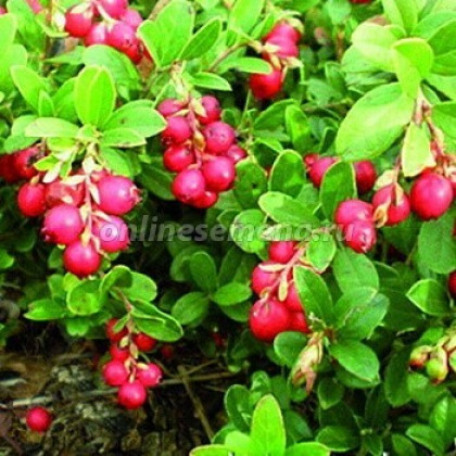 Коралл Поиск