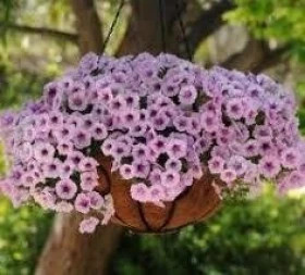 Шок Вэйв (100шт) Пинк Вейн ампельная