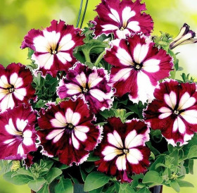 Кан Кан Арлекин (100шт) Бургунди